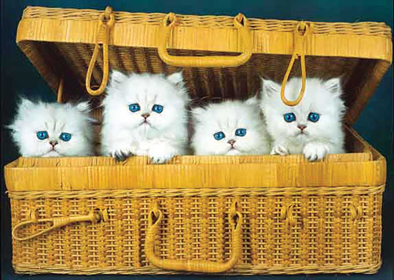 Cats in the Box 